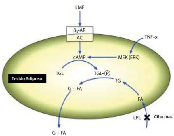 Figura 6 Alterações na síntese de lípidos no tecido adiposo (Adaptado de Tisdale, 2003)