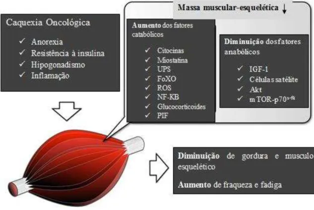 Figura 8 Fatores envolvidos na perda de massa muscular-esquelética na caquexia oncológica  (Adaptado de Suzuki, et al, 2013a)