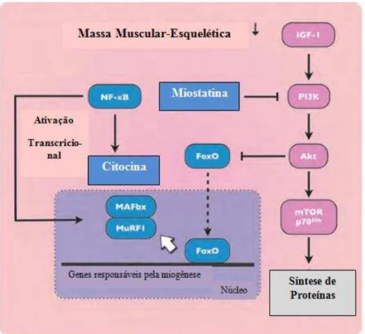 Figura 9 Processo de perda de massa muscular-esquelética na caquexia oncológica (Adaptado de Suzuki,  et al, 2013b 