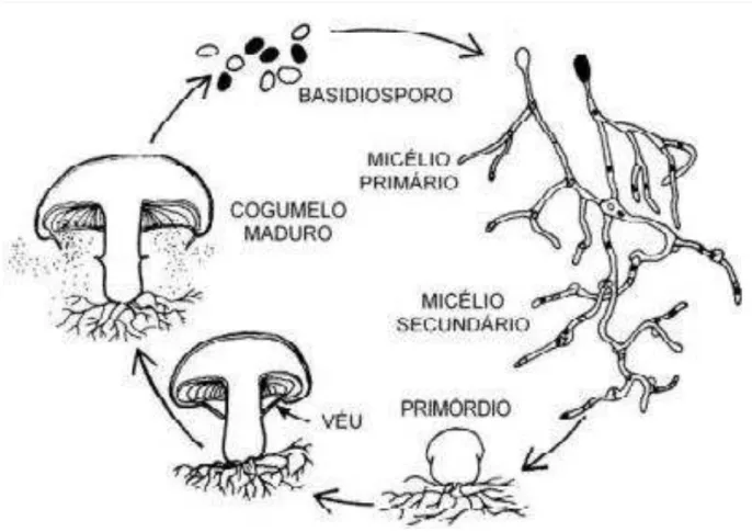 Figura 26- Ciclo de vida do cogumelo Shitake   (Fonte: Piccinin, 2000) 