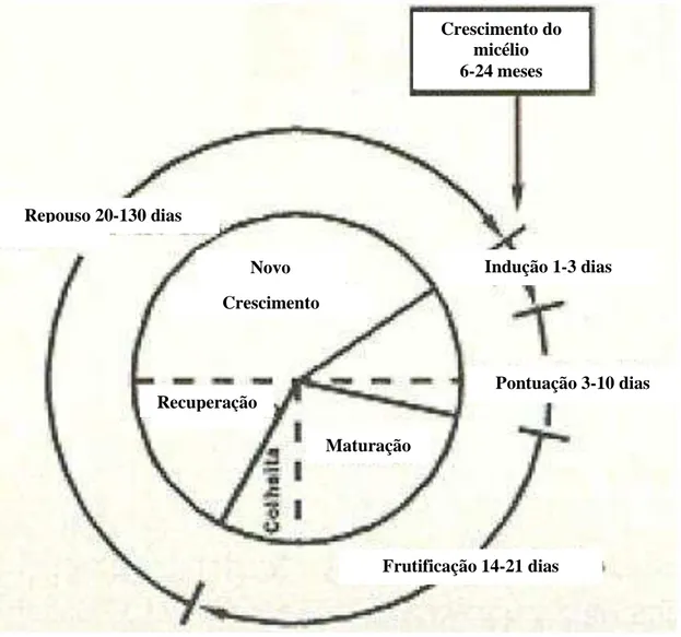 Figura 31- Fases da frutificação  (Adaptado de: Batista, 1999) 