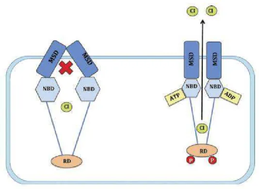 Figura 2 - Representação do mecanismo que regula a abertura e o encerramento do canal CFTR