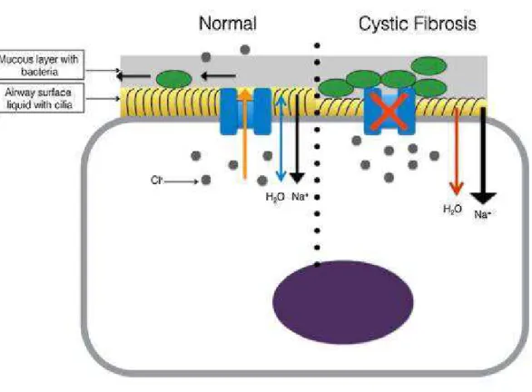 Figura 3- Representação de uma célula epitelial das vias aéreas. Do lado esquerdo, está representada a  proteína CFTR (azul) funcional