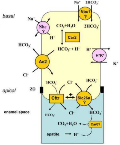 Figura  11  -  Modelo  explicativo  do  papel  do  CFTR  na  regulação  do  pH    por  ameloblastos  de  terminação  rugosa