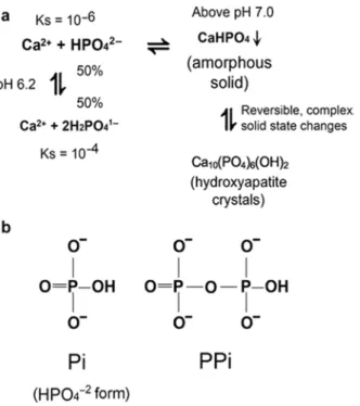 Figura 2 - Precipitação do fosfato de cálcio e estrutura do ortofosfato (Pi) e do pirofosfato (PPi)