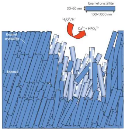 Figura 3 - Erosão dentaria provocada pelo excesso de H+ na cavidade oral,  provocando dissolução dos prismas de Hidroxiapatite em iões livres de fosfato  e cálcio (seta vermelha) (Hannig &amp; Hannig, 2010)