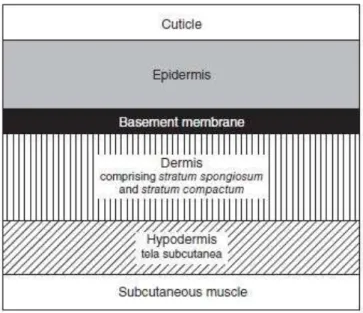 Figure 2.2. Schematic representation of the organization of  teleost fish skin  (Copied from Bullock &amp; Roberts 1974)