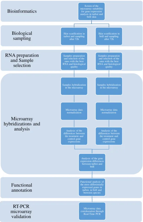 Figure 2.5. Flow diagram representing the project work plan. 