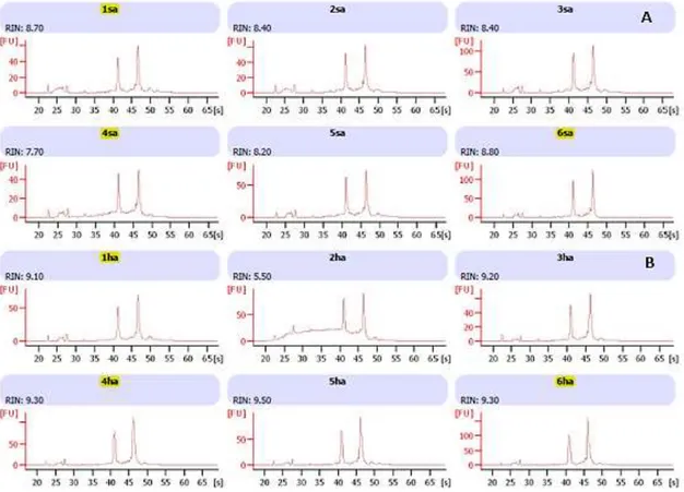 Figure 4.3. Brill sampled RNA quality analysis. ‘sa’ indicates control samples and ‘ha’ indicates treatment samples