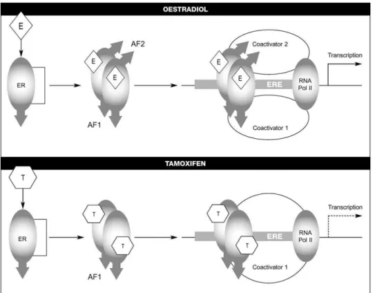 Figura 4: Mecanismos de acção do estrogénio e tamoxifeno no ER. Retirada de Clemons et al