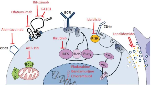 Figura  5 - Novos agentes terapêuticos e os seus alvos nas células da leucemia linfoblástica crónica  (Tausch et al., 2014)