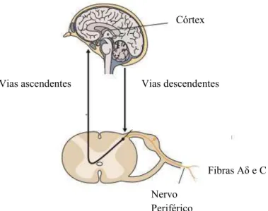 Figura 3 - Processamento do estímulo nervoso. Adaptado de (Marcus et al., 2009)  