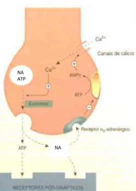 Figura 7 - Ciclo da NA. Adaptado de  (Rang et al., 2012)