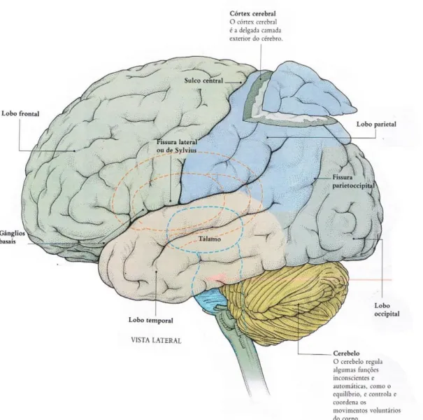 Figura 2.1: Córtex cerebral, lobos e outros constituintes do encéfalo. Adaptado de Smith