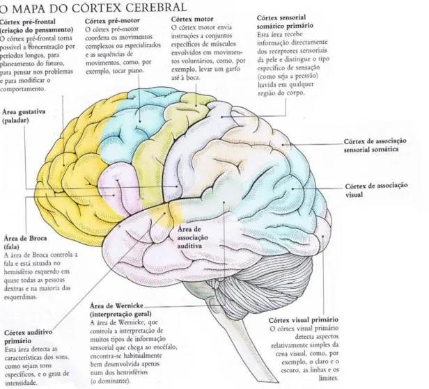 Figura 2.2: Mapa do córtex cerebral. Adaptado de Smith.  (11)