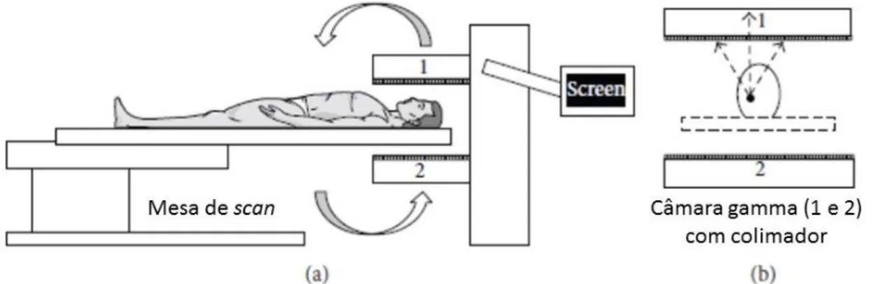Figura  3.2:  Representação  esquemática  de  uma  câmara  SPECT  em  (a)  e  a  deteção  das  emissões de radiação num ponto de referência em (b)