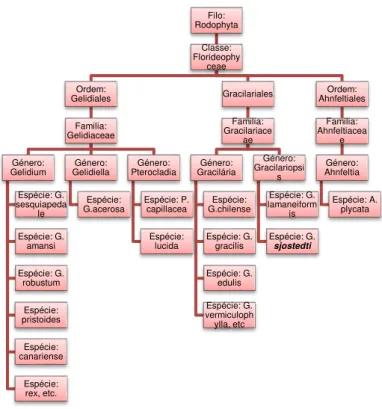 Figura 2-1 Classificação taxonómica das Rhodophyta 