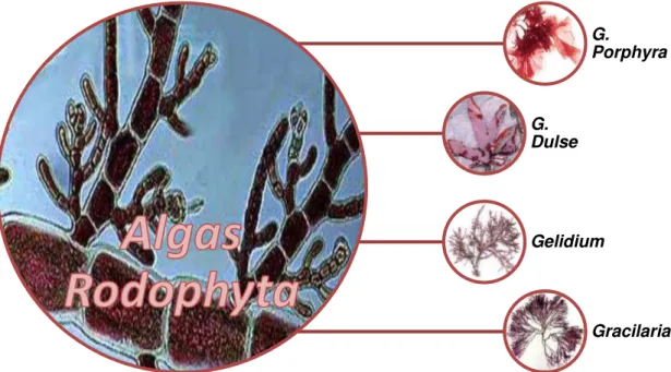 Figura  2-2  Algas  da  espécie  Gracilaria  vermiculophylla. 