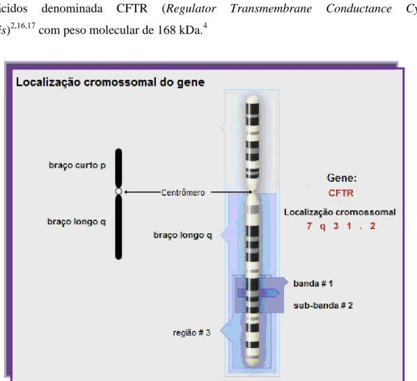 Figura 1.1 – Localização do gene CFTR no cromossoma 7 na posição 7q31. Adaptado de 18