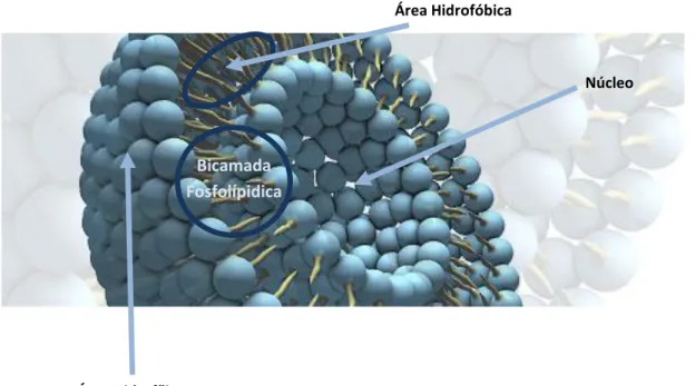 Figura 5.2 - Estrutura de lipossoma unilamelar. Adptado de 87. 