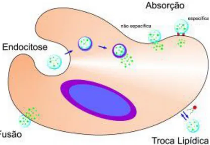Figura  5.5  –  Possíveis  mecanismos  de  interação  dos  lipossomas  com  as  células  do  organismo