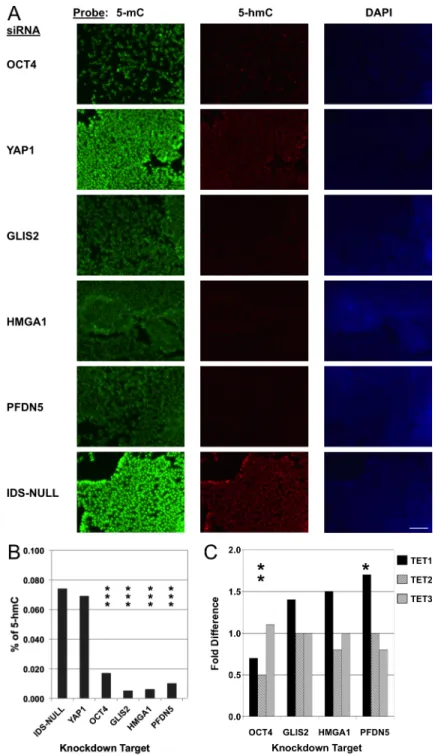 Fig 4. Interference with epigenetically-defined biomarkers perturbs the hESC epigenome