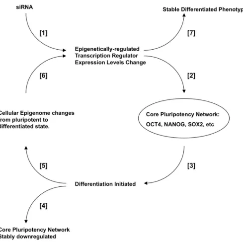 Fig 7. Model of the relationship between epigenetically-regulated hESC biomarkers and the pluripotency transcription system
