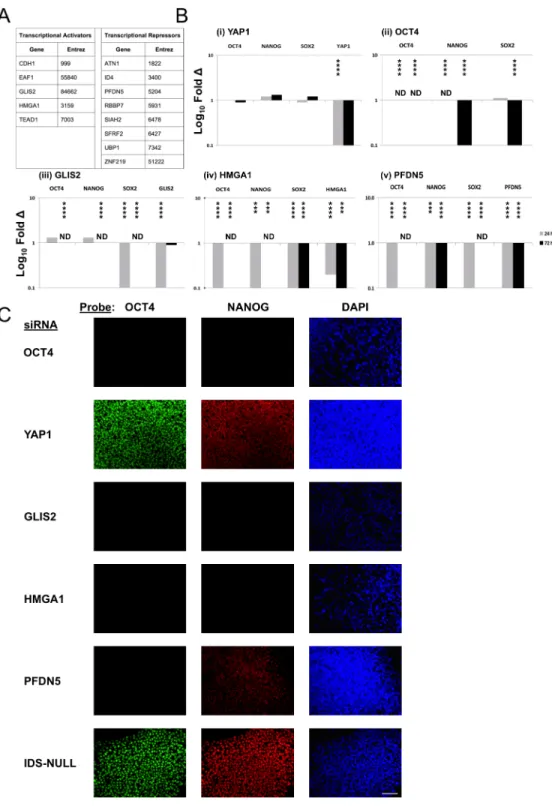 Fig 2. Epigenetically-defined hESC biomarkers have a role in pluripotency. (A) Transcriptional activators (Expressed hESC-UnMe-GA-CGIs) and transcriptional repressors (Expressed  hESC-Me-GA-CGIs) identified as functionally overrepresented hESC biomarkers
