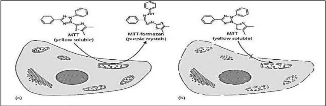 Figura  3.  Redução  do  MTT  a  formazan  pela  enzima  mitocondrial  succinato  desidrogenase  (Knetsch,  2013)