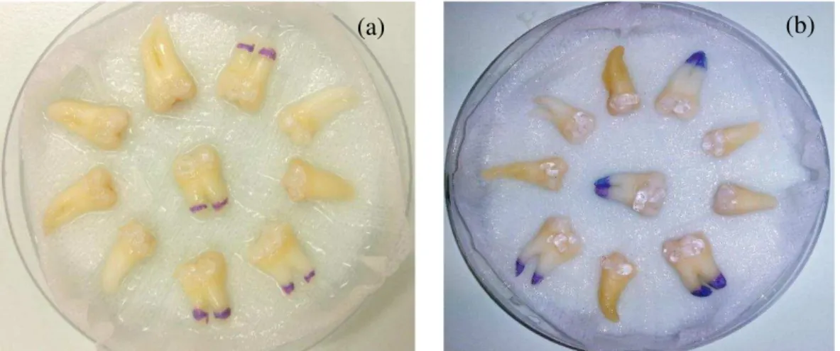 Figura 10 - (a) Grupo A com o gel aplicado; (b) Grupo B com o gel aplicado 