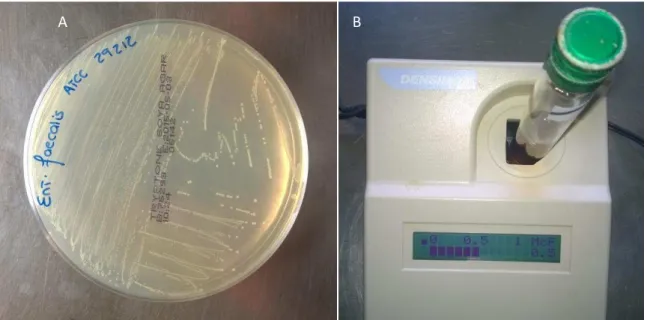 Figura  2.  A)  Placa  de  cultura  contendo  Enterococcus  faecalis  B)  Aparelho  Densimat™  apresentando  o  valor 0,5 da escala de McFarland 