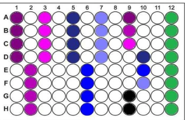 Figura 6. Organização esquemática da divisão de uma microplaca de 96 poços em 8 grupos 