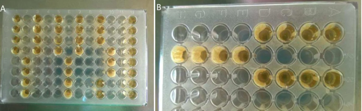 Figura 9. A) Microplaca preenchida com os cimentos a testar, com os microrganismos e com o meio BHI  nos respetivos poços