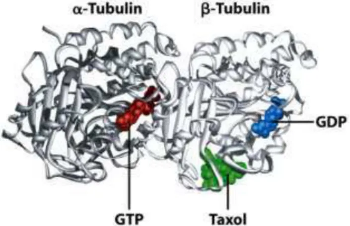 Ilustração  1  Estrutura  do heterodímero da  tubulina. Verifica-se  a localização  do  GTP/GDP  nos  monómeros  de  α-  tubulina    e  -tubulina  ;  o  GTP  como  mostra a figura está ligado à α-tubulina e o GDP à  -tubulina