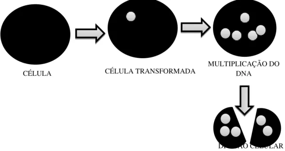 Ilustração 4 2.ª FASE, transformação de bactérias competentes com uma molécula  de DNA recombinante