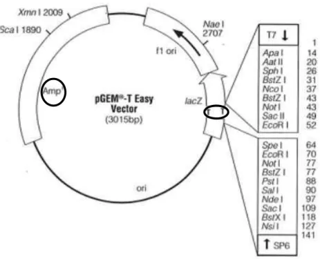 Ilustração 5 Vetor de Clonagem pGEM-T-Easy, destaque de locais de ligação a T  (timina), e o gene que confere resistência ao antibiótico.