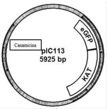 Ilustração 6 Mapa do vetor pIC 113, destaque do gene que confere  resistência ao antibiótico deste vetor.
