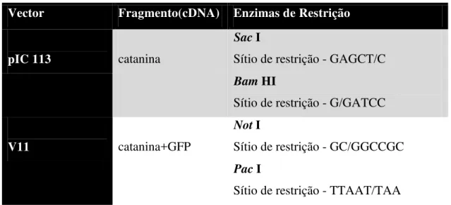 Tabela  2  Tabela  com  as  enzimas  de  restrição  utilizadas  em  cada  clonagem,  locais  de  restrição  verificados  em:   https://www.neb.com/tools-and-resources/selection-charts/frequencies-of-restriction-sites 
