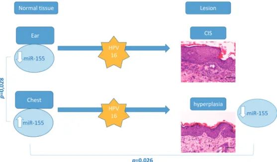 Figure 6. Overview of genotyping, histological and miR-155 profiling results. MiR-155 levels are significantly higher in normal chest skin compared with ear skin samples