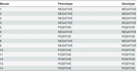 Table 2. Association between the characteristic phenotype of HPV – associated lesions and genotype of HPV E6/E2 DNA of mice.