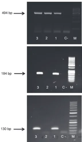 Figure 1. Mice genotyping. The presence of integrated HPV was assessed by amplification of HPV-E2 (b) and HPV-E6 (c) genes by polymerase chain reaction methodology (PCR) in-house