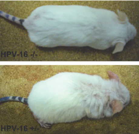 Figure 2. Wild-type (-/-) and K14-HPV16 transgenic (+/-) mice. Transgenic mice show a hunched position, partial thoracic and cephalic alopecia, together with extensive hyperkeratosis and auricular erythema.
