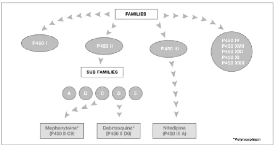 Fig. 5-  Cytochrome P450 enzymes (http://www.bioreglab.be/en/bio3.html) 