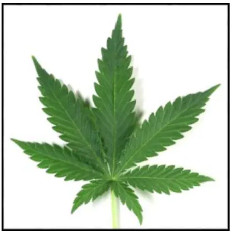 Figura 1. Folha de Cannabis sativa L. (adaptado de Rfidroundup.blogspot.pt, 2013). 
