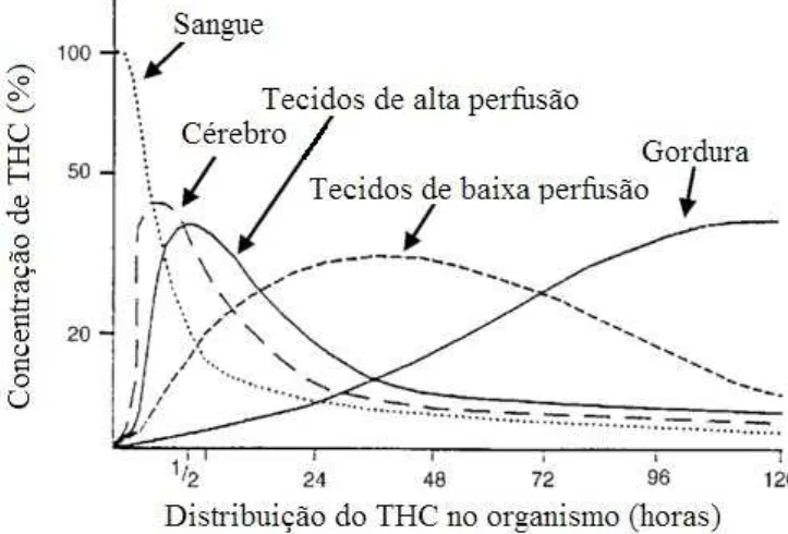 Figura 3. Distribuição do THC no organismo após uma única administração por via intravenosa (Adapta- (Adapta-do de Ashton, 2001)