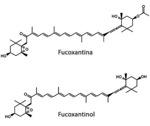 Figura 12 – Estrutura química da Fucoxantina e do Fucoxantinol (adaptado de Sugawara et al., 2006)