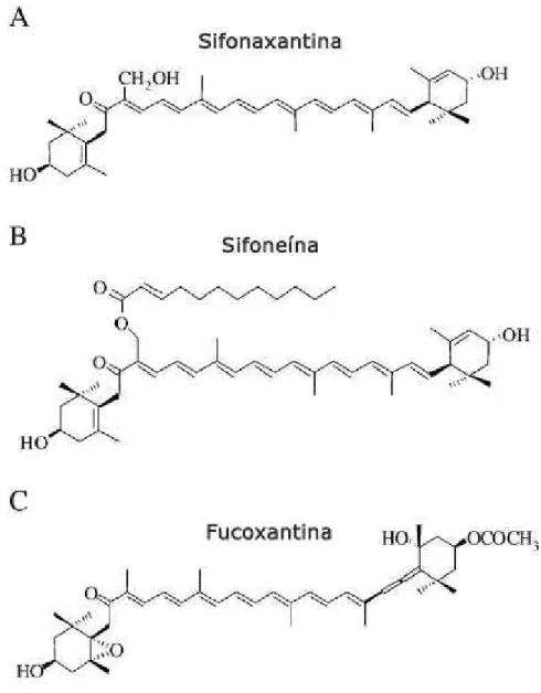 Figura  13  –  Estrutura  química  dos  carotenoides:  (A)  Sufoxantina;  (B)  Sifoneína;  (C)  Fucoxantina  (adaptado de Ganesan et al., 2011)