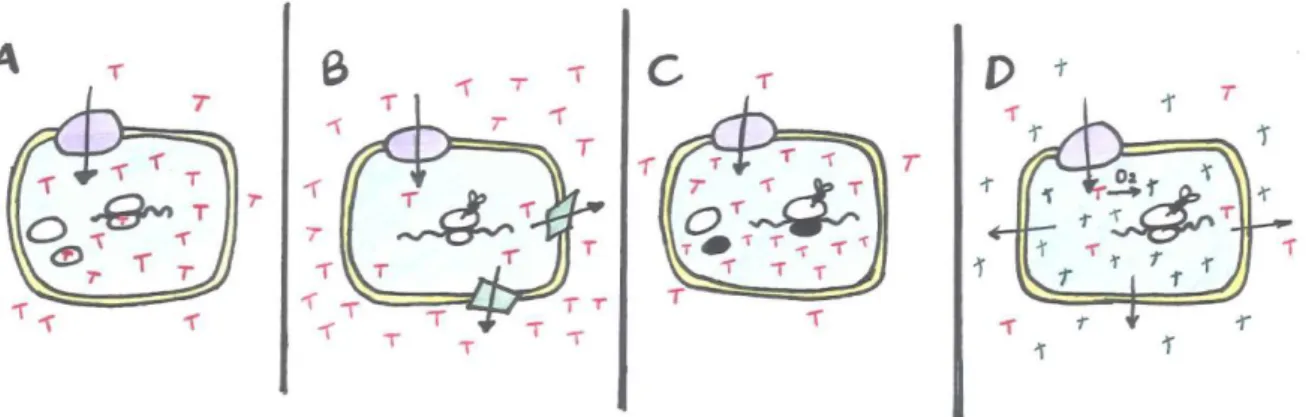 Figura 1 – Diferentes mecanismos de resistência à Tetraciclina (adaptado de Salyers, Speer &amp; 