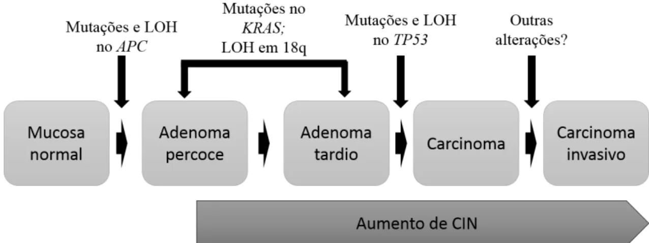 Figura  1.  Representação  esquemática  do  modelo  adenoma-carcinoma  (Vogelgrama)  com  representação das alterações histológicas e moleculares mais frequentes (adaptado de (Pino &amp; Chung  2010)), LOH (Loss of heterozygosity); CIN (Via da instabilidad