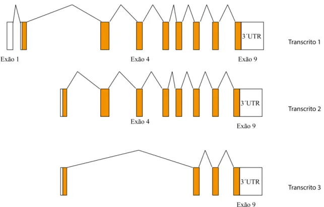 Figura 5. Representação esquemática dos transcritos codificantes do gene SAMSN1. Branco  –  Região  não codificante; Laranja  –  Região codificante; Traço  –  Intrão